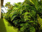 Areca Palm - Live Plant in a 10 Inch Pot - Dypsis Lutescens - Beautiful Palms From Florida For The Home and Patio