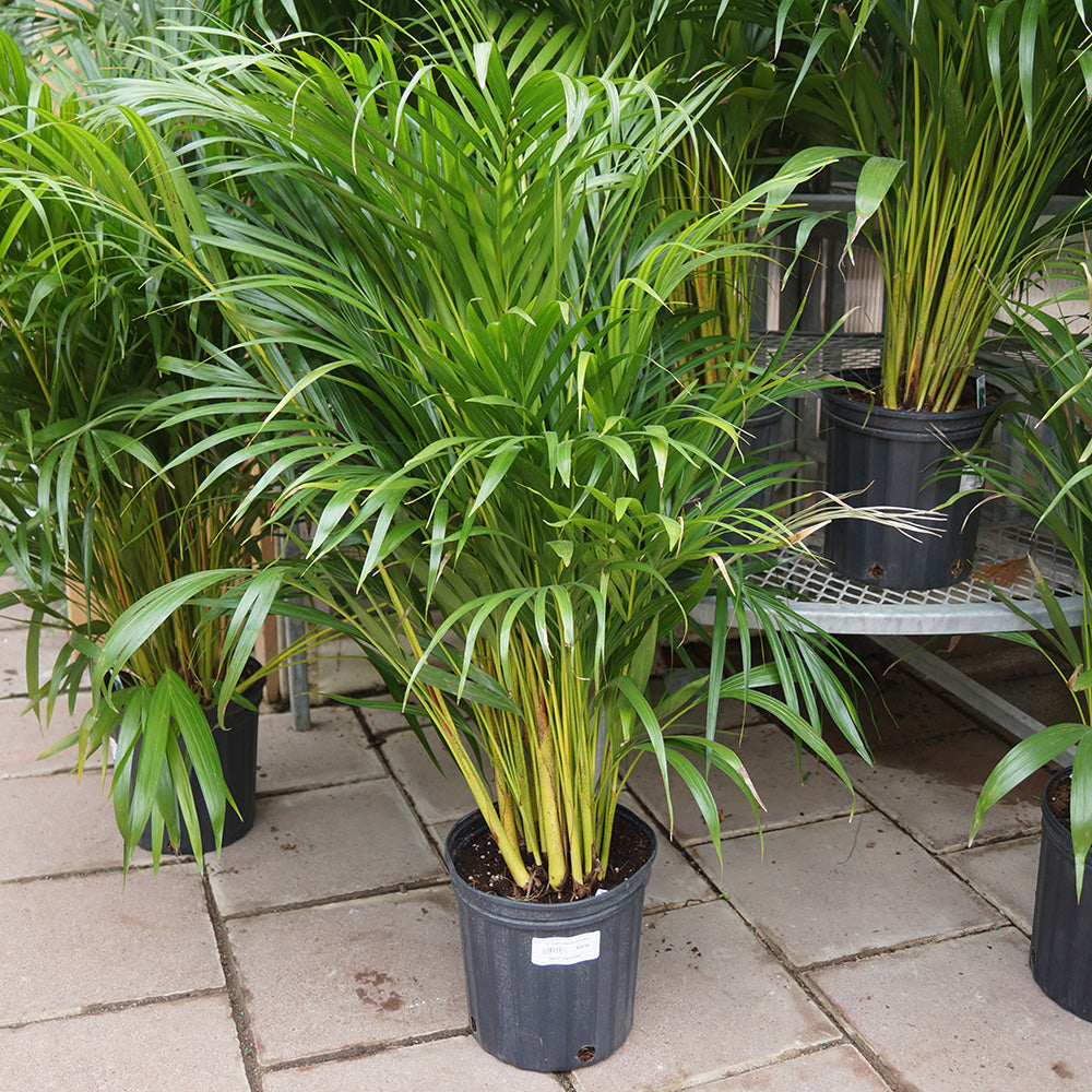 areca palm live dypsis lutescens Areca Palm - Live Plant in a 10 Inch Pot - Dypsis Lutescens