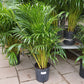 Areca Palm - Live Plant in a 10 Inch Pot - Dypsis Lutescens - Beautiful Palms From Florida For The Home and Patio