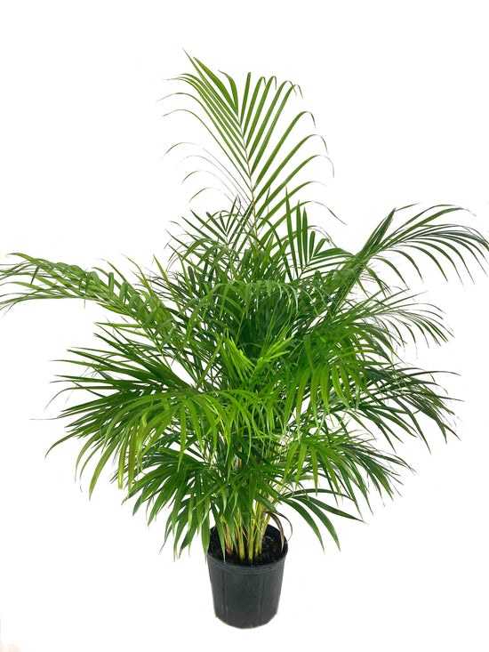 Areca Palm - Live Plant in a 10 Inch Pot - Dypsis Lutescens - Beautiful Palms From Florida For The Home and Patio
