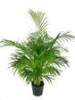 Areca Palm - Live Plant in a 10 Inch Pot - Dypsis Lutescens - Beautiful Palms From Florida For The Home and Patio