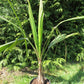 Arikury Palm - Live Plant in a 3 Gallon Growers Pot - Syagrus Schizophylla - Rare Ornamental Palms of Florida