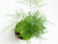Asparagus Fern - Live Plant in a 4 Inch Pot - Asparagus Plumosus Setaceus - Rare and Exotic Ferns from Florida - Beautiful Clean Air Indoor Outdoor Ferns