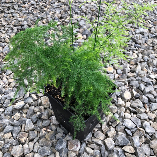 Asparagus Fern - Live Plant in a 4 Inch Pot - Asparagus Plumosus Setaceus - Rare and Exotic Ferns from Florida - Beautiful Clean Air Indoor Outdoor Ferns