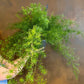 Asparagus Fern Hanging Basket - Live Plant in a 10 Inch Hanging Pot - Asparagus Densiflorus &