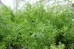 Asparagus Fern Hanging Basket - Live Plant in a 10 Inch Hanging Pot - Asparagus Densiflorus &