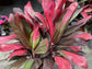 Auntie Lou Hawaiian Ti Plant - Live Plant in an 10 Inch Growers Pot - Cordyline Terminalis &