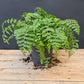 Austral Gem Fern Hanging Basket - Live Plant in a 4 Inch Hanging Pot - Asplenium Parvati - Rare and Exotic Ferns from Florida