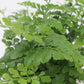 Austral Gem Fern - Live Plant in a 4 Inch Pot - Asplenium Parvati - Rare and Exotic Ferns from Florida