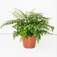 Austral Gem Fern Hanging Basket - Live Plant in a 4 Inch Hanging Pot - Asplenium Parvati - Rare and Exotic Ferns from Florida