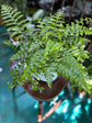 Austral Gem Fern Hanging Basket - Live Plant in a 4 Inch Hanging Pot - Asplenium Parvati - Rare and Exotic Ferns from Florida