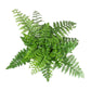 Austral Gem Fern Hanging Basket - Live Plant in a 4 Inch Hanging Pot - Asplenium Parvati - Rare and Exotic Ferns from Florida