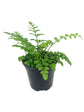 Austral Gem Fern - Live Plant in a 4 Inch Pot - Asplenium Parvati - Rare and Exotic Ferns from Florida