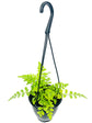 Austral Gem Fern Hanging Basket - Live Plant in a 4 Inch Hanging Pot - Asplenium Parvati - Rare and Exotic Ferns from Florida