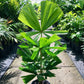 Australian Fan Palm - Live Plant in a 3 Gallon Growers Pot - Licuala Ramsayi - Extremely Rare Ornamental Palms of Florida