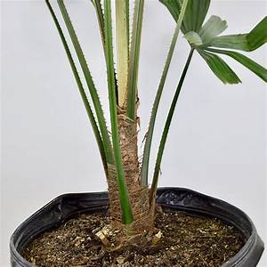 luciala palm plant Australian Fan Palm - Live Plant in a 3 Gallon Growers Pot - Licuala Ramsayi