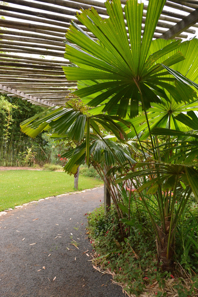australian palm plant Australian Fan Palm - Live Plant in a 3 Gallon Growers Pot