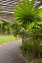 Australian Fan Palm - Live Plant in a 3 Gallon Growers Pot - Licuala Ramsayi - Extremely Rare Ornamental Palms of Florida