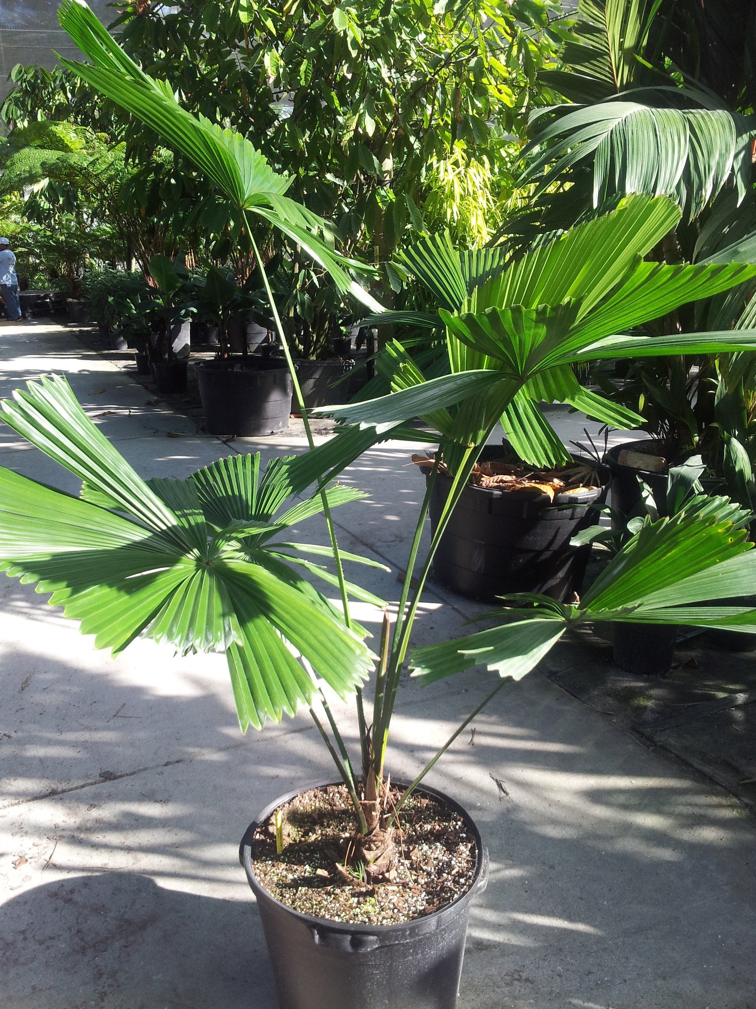 australian palm plant Australian Fan Palm - Live Plant in a 3 Gallon Growers Pot
