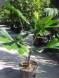 Australian Fan Palm - Live Plant in a 3 Gallon Growers Pot - Licuala Ramsayi - Extremely Rare Ornamental Palms of Florida