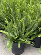 Australian Sword Kimberly Queen Fern - Live Plant in a 10 Inch Hanging Pot - Nephrolepis Obliterata - Florist Quality Ferns from Florida