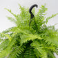 Australian Sword Kimberly Queen Fern - Live Plant in a 10 Inch Hanging Pot - Nephrolepis Obliterata - Florist Quality Ferns from Florida