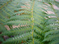Australian Tree Fern - Live Plant in a 4 Inch Growers Pot - Sphaeropteris Cooperi - Tropical Fern for The Home and Garden
