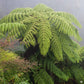 Australian Tree Fern - Live Plant in a 4 Inch Growers Pot - Sphaeropteris Cooperi - Tropical Fern for The Home and Garden