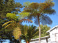 Australian Tree Fern - Live Plant in a 4 Inch Growers Pot - Sphaeropteris Cooperi - Tropical Fern for The Home and Garden