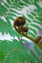 Australian Tree Fern - Live Plant in a 4 Inch Growers Pot - Sphaeropteris Cooperi - Tropical Fern for The Home and Garden