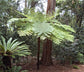 Australian Tree Fern - Live Plant in a 4 Inch Growers Pot - Sphaeropteris Cooperi - Tropical Fern for The Home and Garden