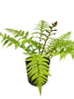 Australian Tree Fern - Live Plant in a 10 Inch Growers Pot - Sphaeropteris Cooperi - Tropical Fern for The Home and Garden