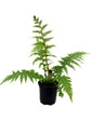 Australian Tree Fern - Live Plant in a 4 Inch Growers Pot - Sphaeropteris Cooperi - Tropical Fern for The Home and Garden