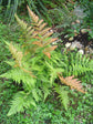 Autumn Fern - Live Plant in a 4 Inch Pot - Dryopteris Erythrosora - Beautiful Easy Care Indoor Houseplant