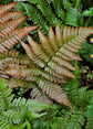 Autumn Fern - Live Plant in a 4 Inch Pot - Dryopteris Erythrosora - Beautiful Easy Care Indoor Houseplant