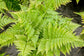 Autumn Fern - Live Plant in a 4 Inch Pot - Dryopteris Erythrosora - Beautiful Easy Care Indoor Houseplant