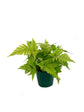 Autumn Fern - Live Plant in a 4 Inch Pot - Dryopteris Erythrosora - Beautiful Easy Care Indoor Houseplant