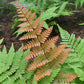 Autumn Fern - Live Plant in a 6 Inch Pot - Dryopteris Erythrosora - Rare and Exotic Ferns from Florida