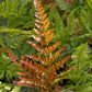 Autumn Fern - Live Plant in a 6 Inch Pot - Dryopteris Erythrosora - Rare and Exotic Ferns from Florida
