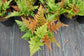 Autumn Fern - Live Plant in a 6 Inch Pot - Dryopteris Erythrosora - Rare and Exotic Ferns from Florida