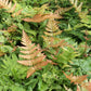 Autumn Fern - Live Plant in a 6 Inch Pot - Dryopteris Erythrosora - Rare and Exotic Ferns from Florida
