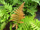 Autumn Fern - Live Plant in a 6 Inch Pot - Dryopteris Erythrosora - Rare and Exotic Ferns from Florida