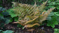 Autumn Fern - Live Plant in a 4 Inch Pot - Dryopteris Erythrosora - Beautiful Easy Care Indoor Houseplant