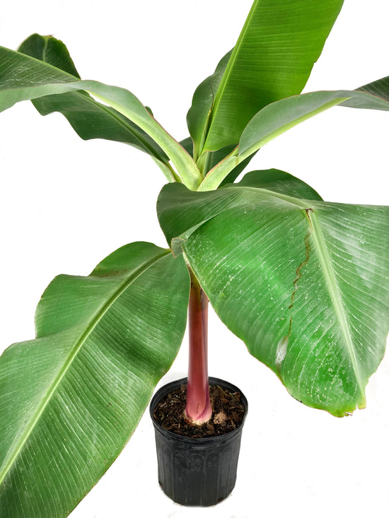 Dwarf Cavendish Banana - Live Tree in a 3 Gallon Pot - 2 to 3 Feet Tall - Edible Fruit Bearing Tree