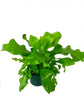 Exotic Indoor Houseplant Multi-Pack - 3 Live Plants in 4 Inch Pots - African Mask Alocasia - Fusion Calathea - Birdsnest Fern - Beautiful Easy to Grow Air Purifying Indoor Plants