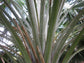 Bailey Copernicia Palm - Live Plant in a 10 Inch Pot - Copernicia Baileyana - Extremely Rare Ornamental Palms of Florida