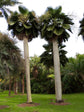 Bailey Copernicia Palm - Live Plant in a 10 Inch Pot - Copernicia Baileyana - Extremely Rare Ornamental Palms of Florida