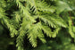 Bald Cypress - Live Plant in a 10 Inch Growers Pot - Taxodium Distichum - Deciduous Shade Tree for Gardens and Lakes