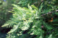 Bald Cypress - Live Plant in a 10 Inch Growers Pot - Taxodium Distichum - Deciduous Shade Tree for Gardens and Lakes