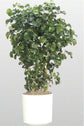 Balfour Aralia - Live Plant in a 4 Inch Pot - Polyscias Scutellaria - Beautiful Easy Care Indoor Houseplant (1 Plant)
